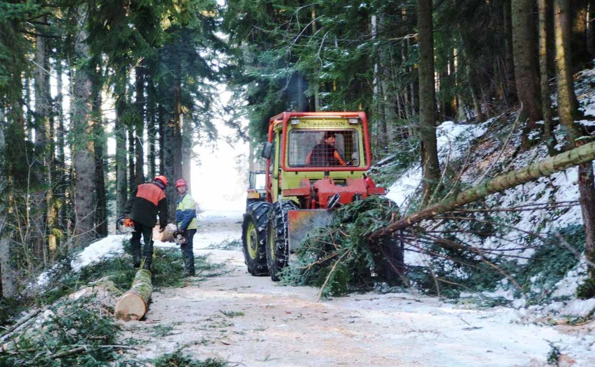31 janvier, 1er -2 & 3 février 2006, exécutée par l'entreprise forestière Guy Froidevaux, abattage des 60m3 de bois mis à disposition par la commune.